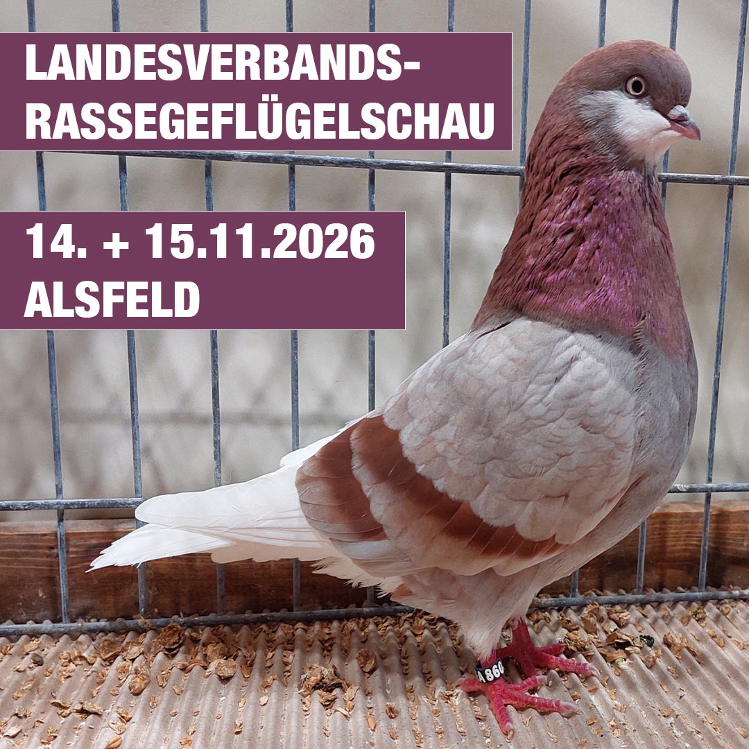Rassegefluegelshow
