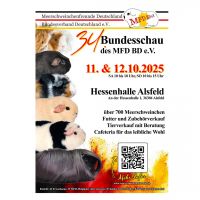 Meerschweinchen_HP